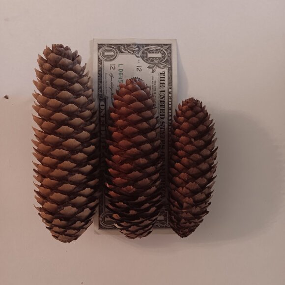 65 Natural Brown Pinecones for Crafts or Decor - Picture 4 of 4